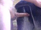Video de sexo com homem arrombando buceta da égua