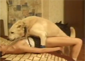 Xvideos de sexo com cachorro abrindo buceta da dona