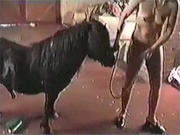 Zoofilia porno mulher morena fazendo sexo com ponei